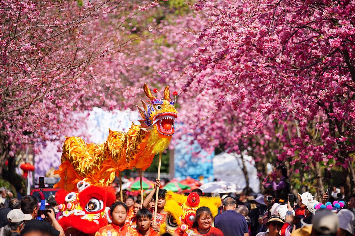 Cherry Blossom Season Arrives In Kunming