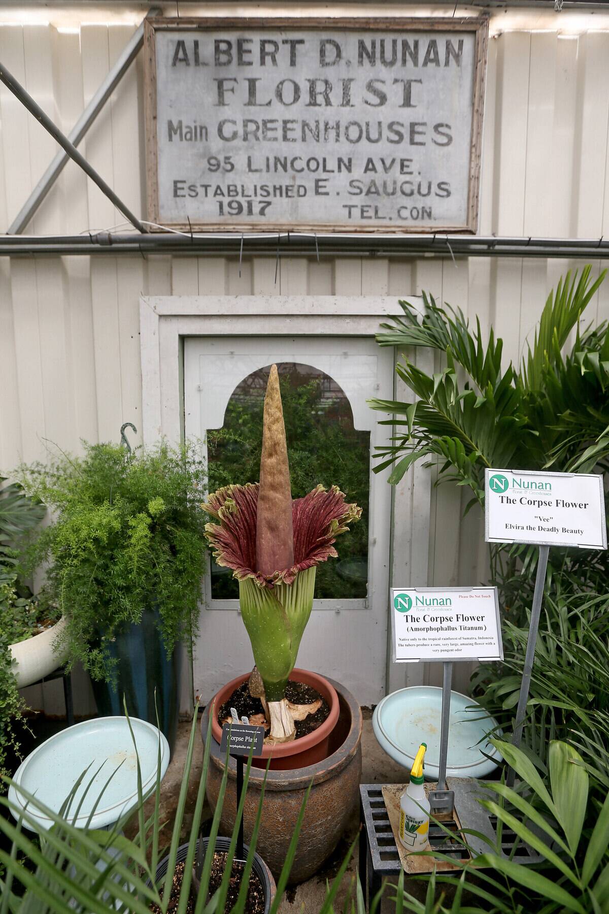 Corpse Flower