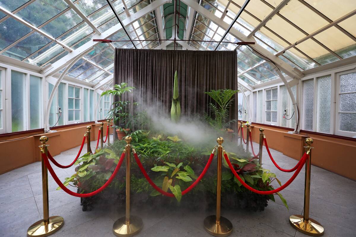 Corpse Flower Set To Bloom At Botanic Gardens