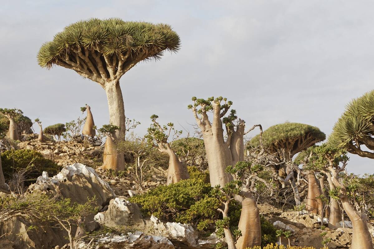 DRAGON BLOOD TREE