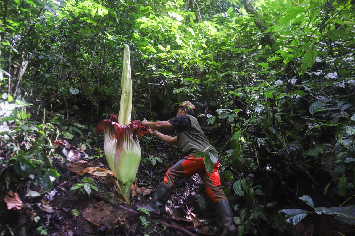 First Amorphophallus titanum flower blooms in 2025