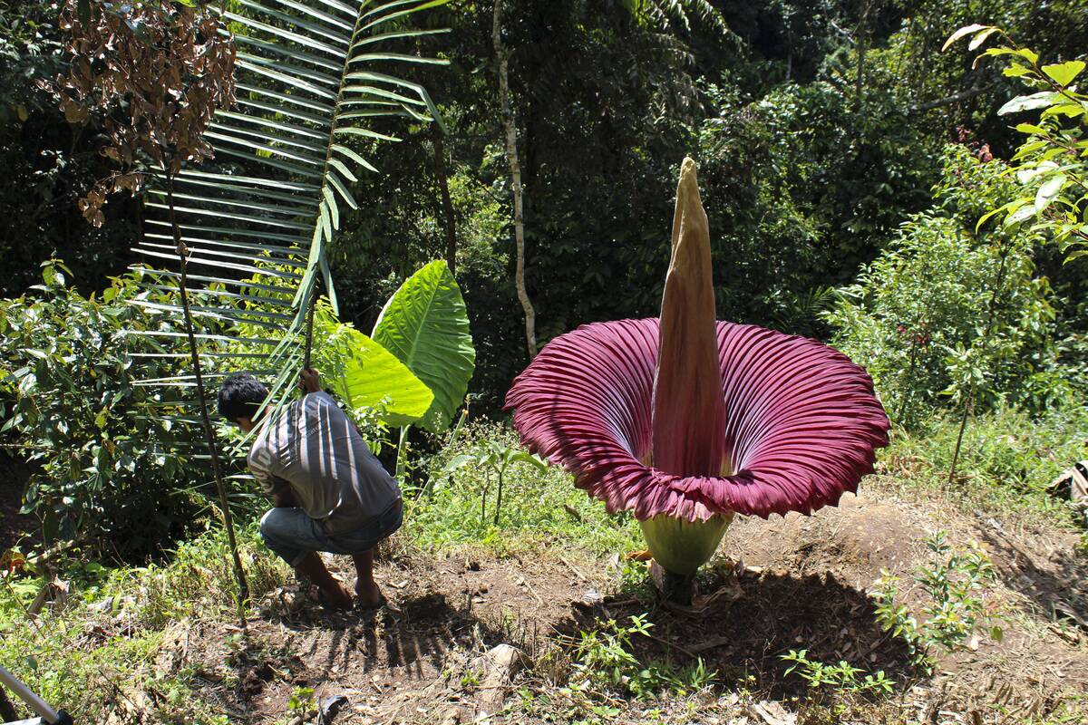 First Amorphophallus titanum flower blooms in Indonesia