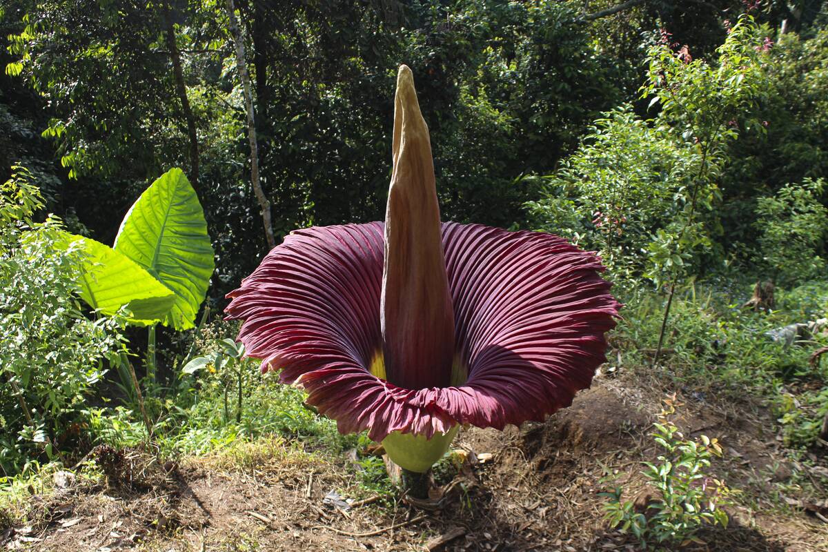 First Amorphophallus titanum flower blooms in Indonesia