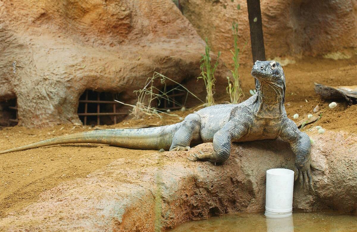 GBR: Komodo Dragons Arrive At London Zoo