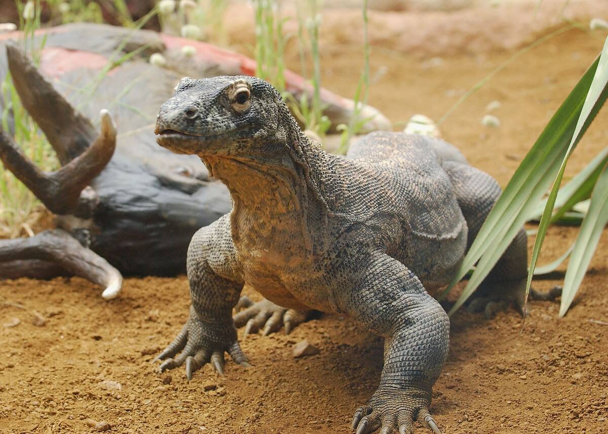 GBR: Komodo Dragons Arrive At London Zoo