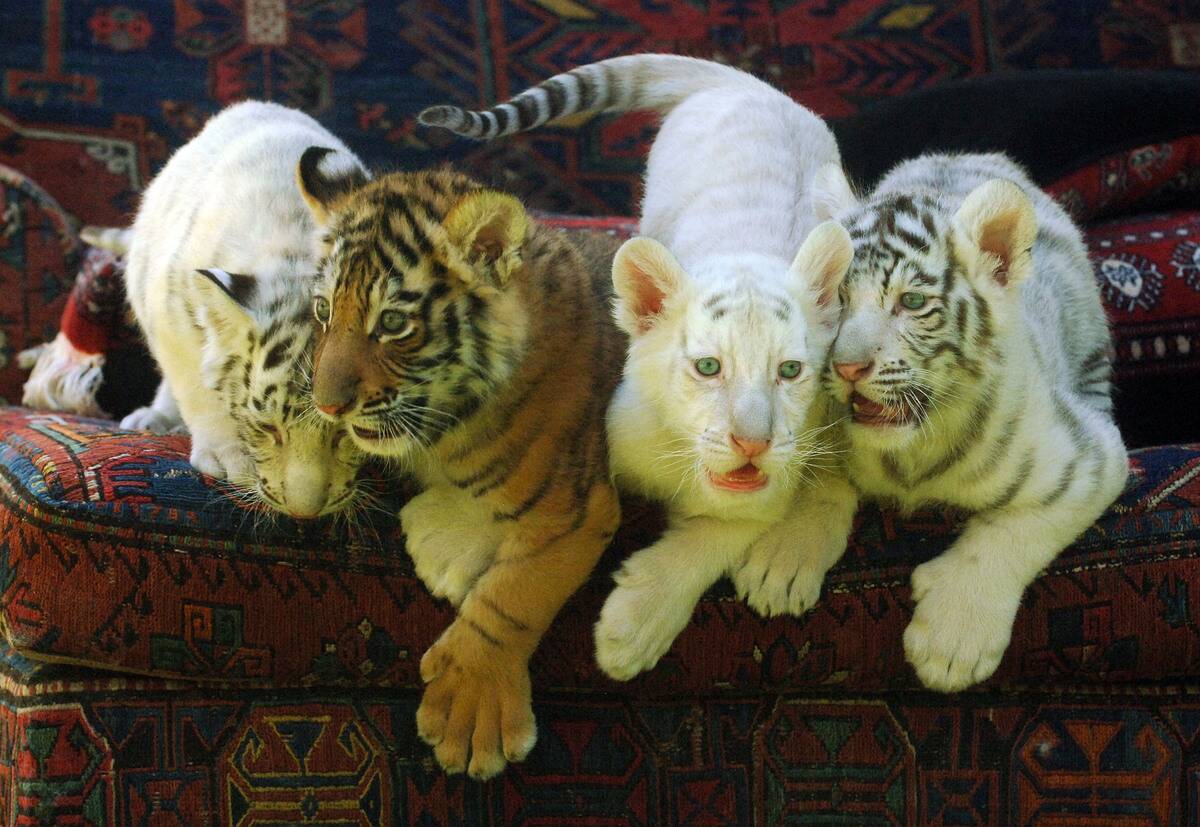 Illusionists Siegfried & Roy Appear With 5 Week Old Tiger Cubs