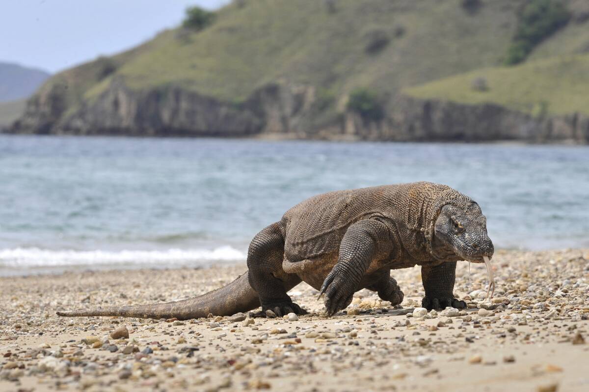 INDONESIA-KOMODO-CONSERVATION