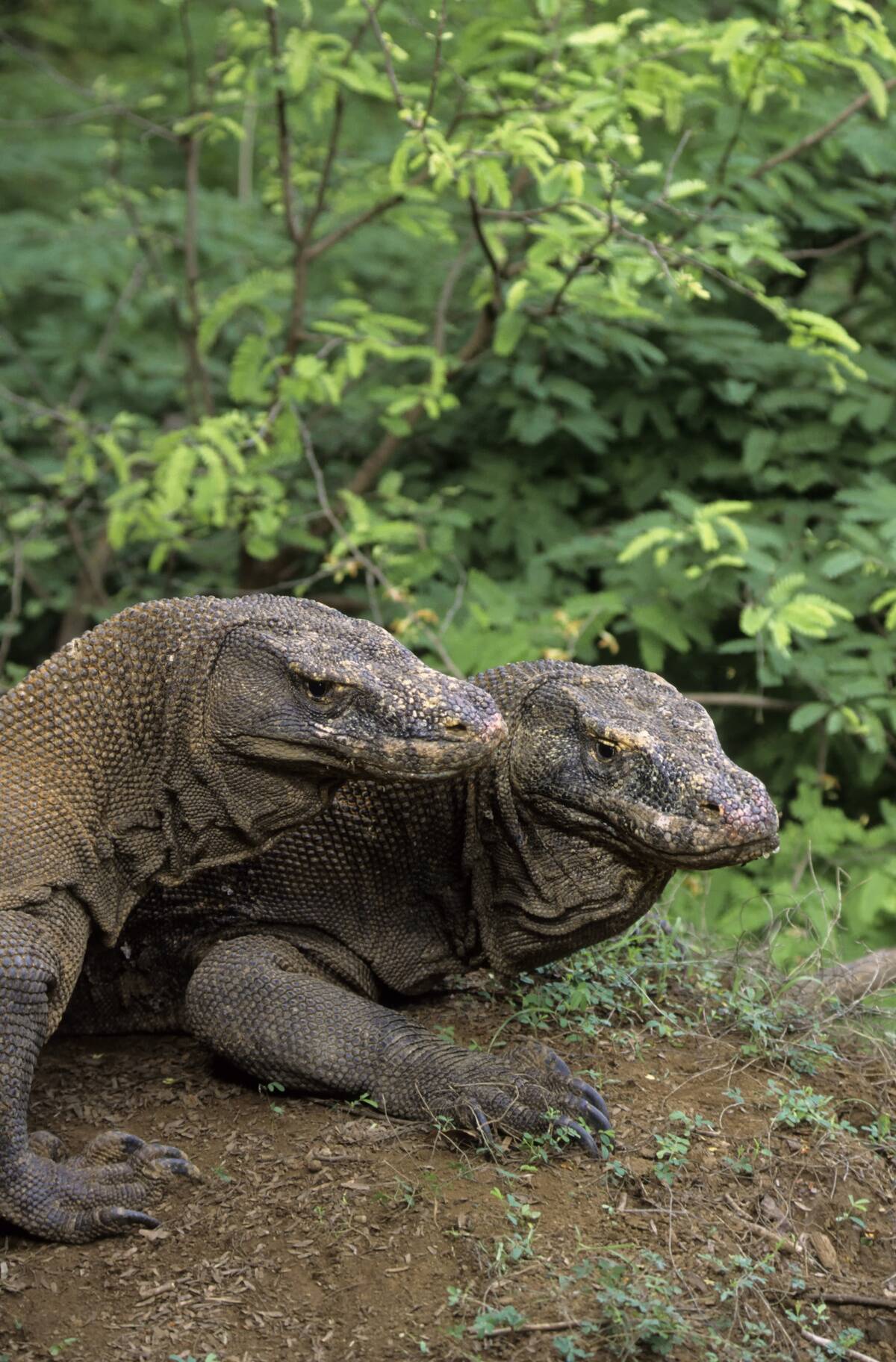 Indonesia, Komodo Island, Komodo Dragons(monitor Lizards),