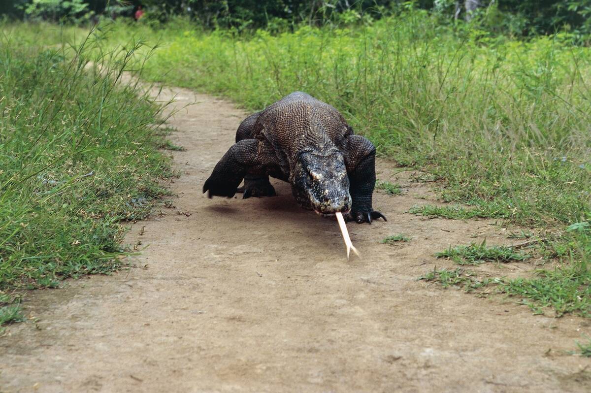 Komodo Dragon, Komodo Island