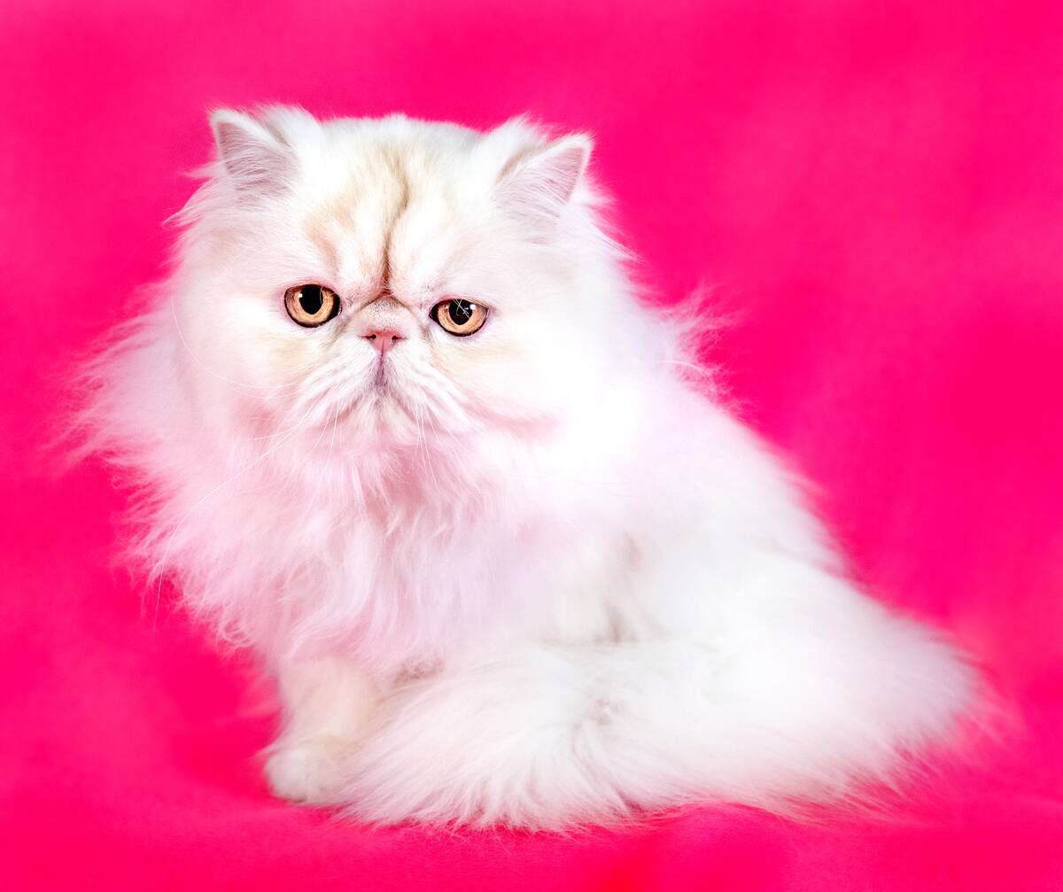 Preston & Blackpool Cat Club