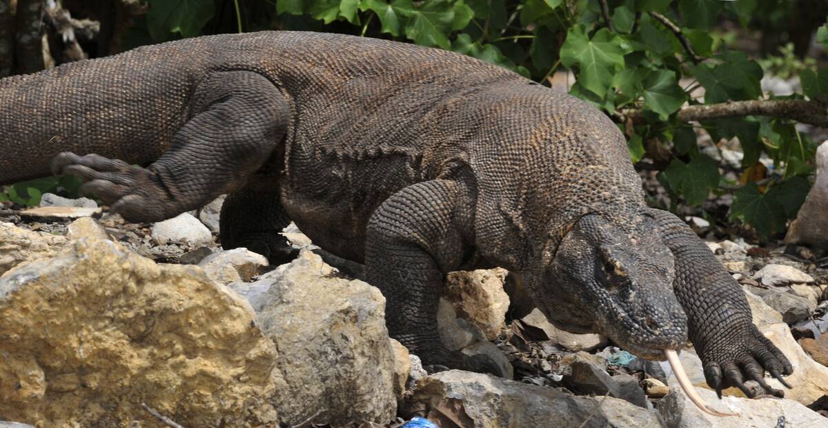 TO GO WITH Indonesia-animals-environment