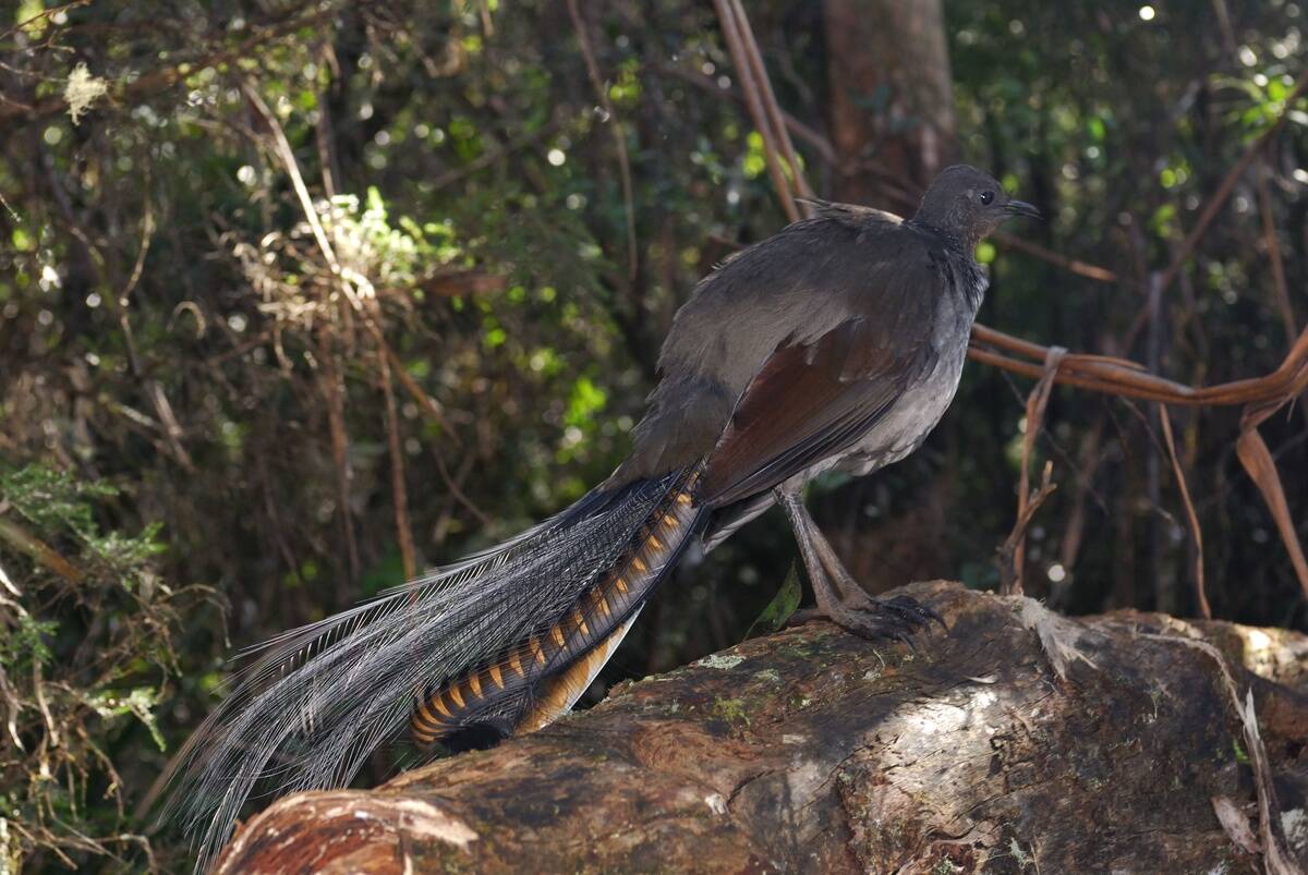 ALBERT'S LYREBIRD (MENURA NOVAEHOLLANDIAE), OISEAU LYRE, NEW ENGLAND NATIONAL PARK, NEW SOUTH WALES, AUSTRALIA