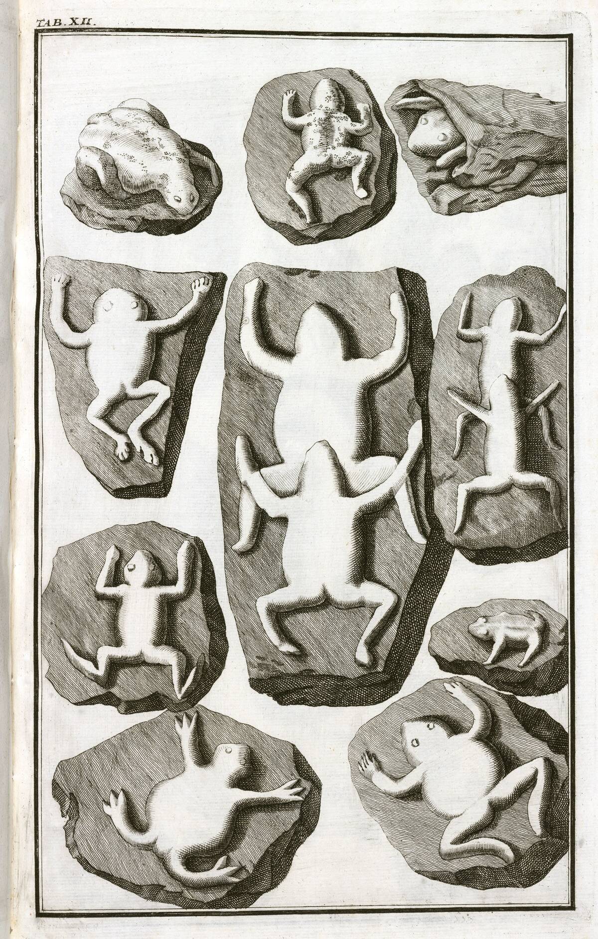 Fake fossils of frogs, 1745.
