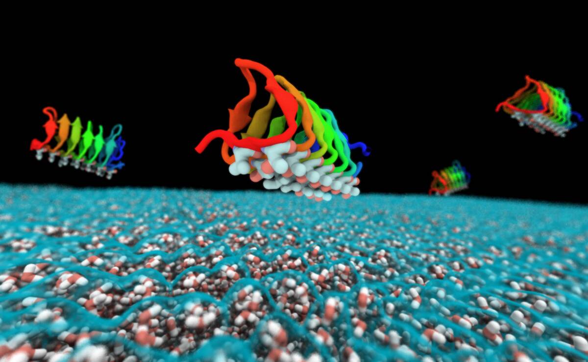 1280px-Spruce_budworm_Choristoneura_fumiferana_antifreeze_proteins_(18572620876)