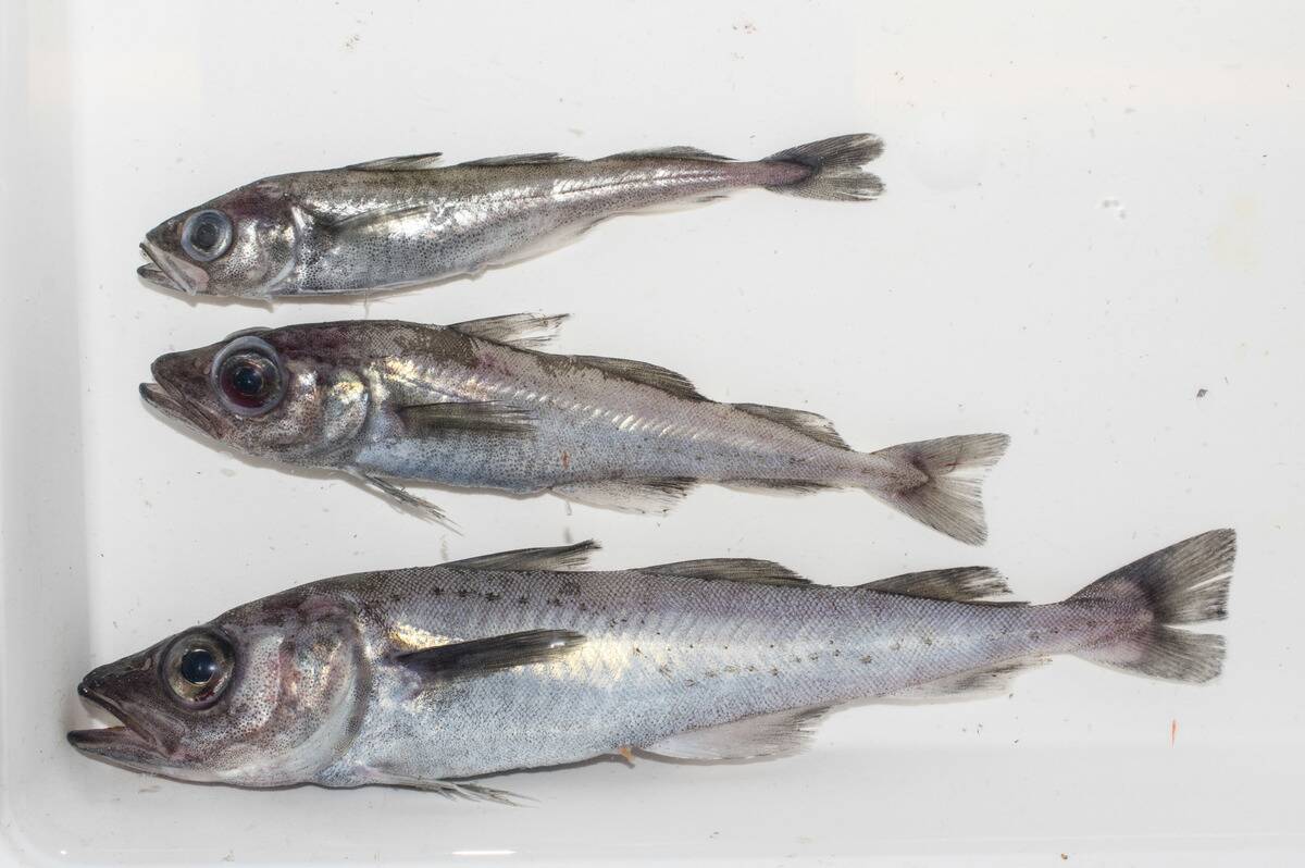 Arctogadus_glacialis_66794951