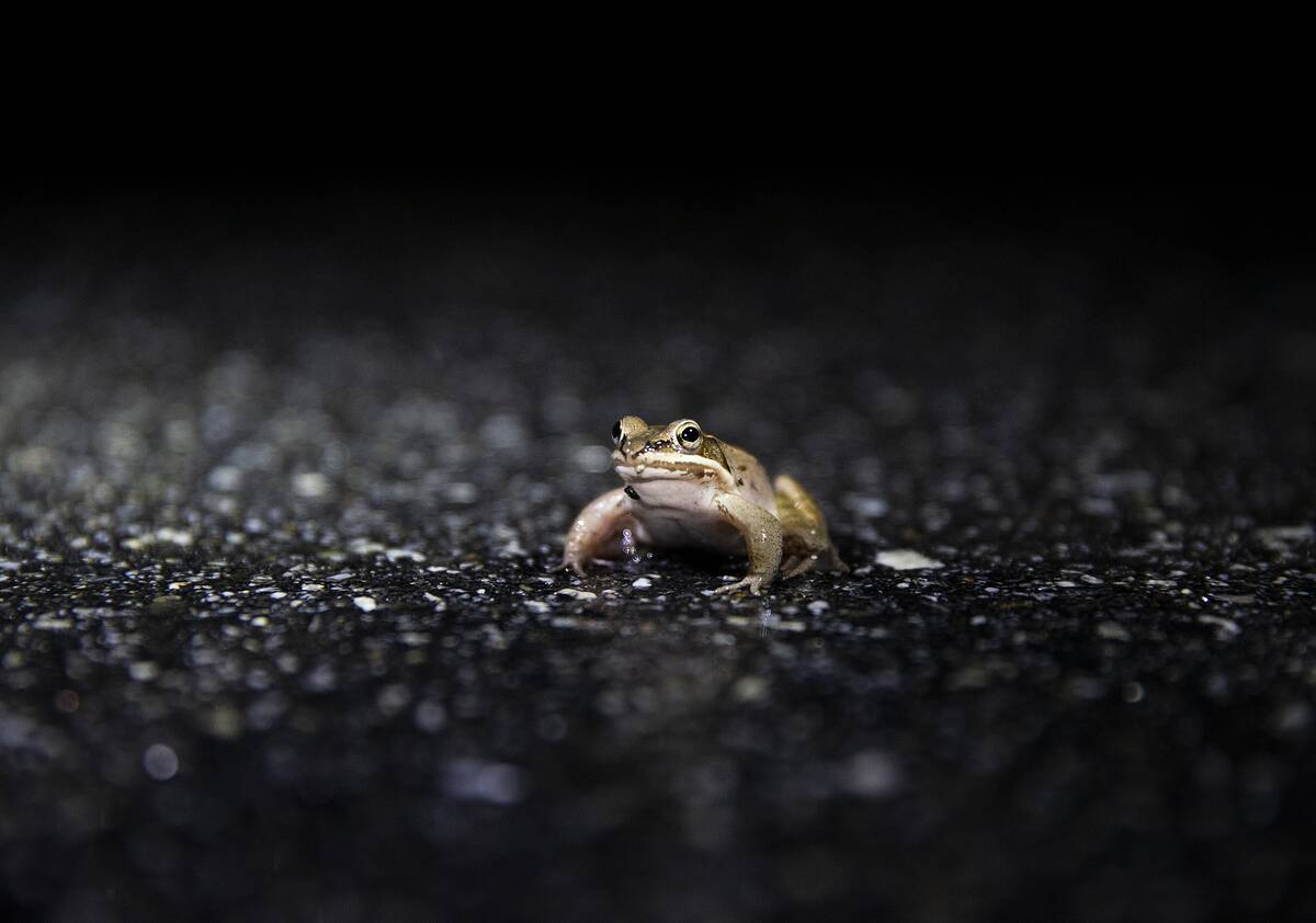 Big Night amphibian migration