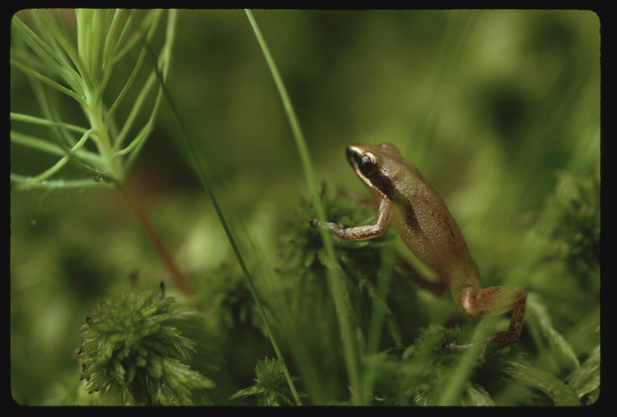 Chorus Frog in Bog