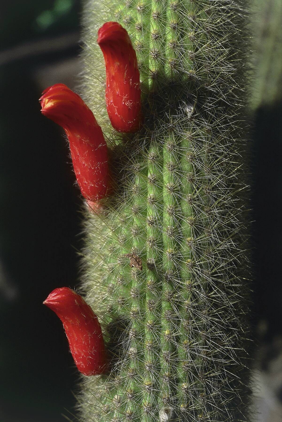 Close-up of a Silver torch cactus (Cleistocactus strausii)