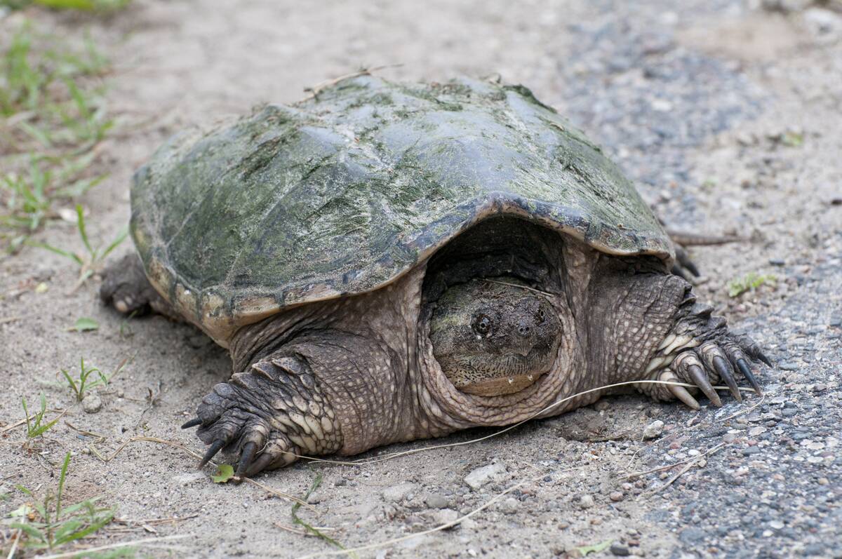 Common Snapping Turtle, Chelydra serpentina