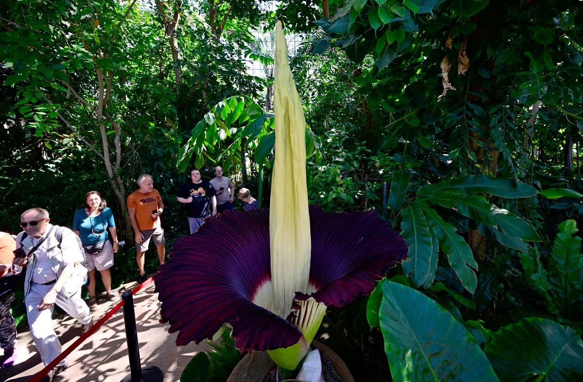 GERMANY-BOTANY-TITAN ARUM