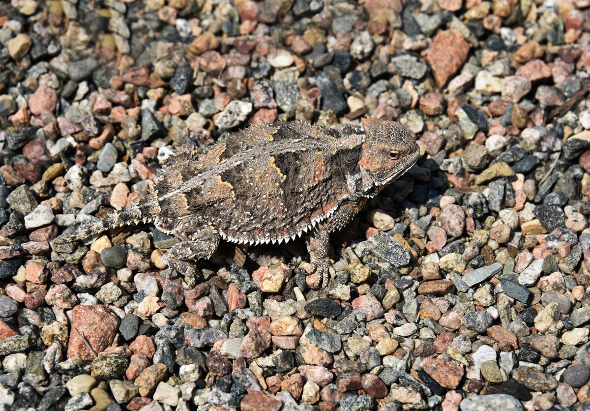 Horny toad lizard in the American Southwest desert