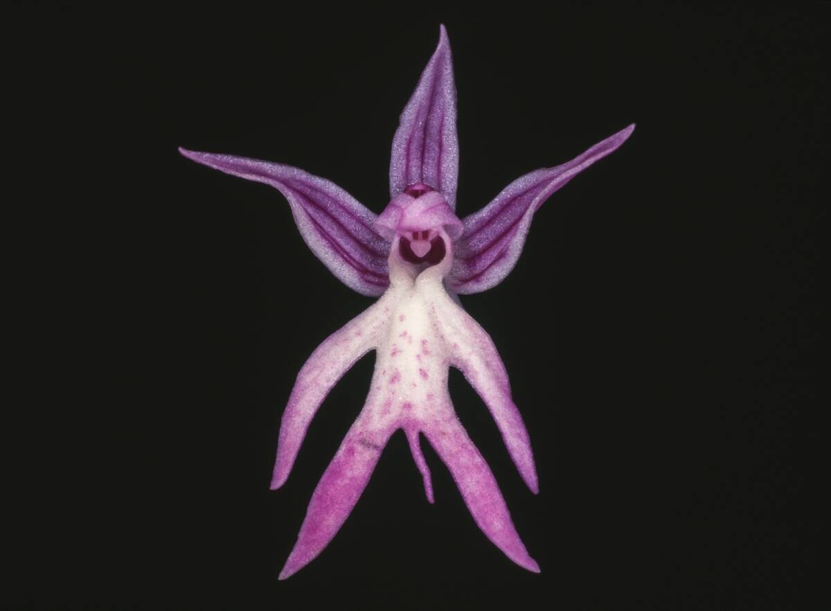 Naked man orchid, Orchidaceae, Apulia