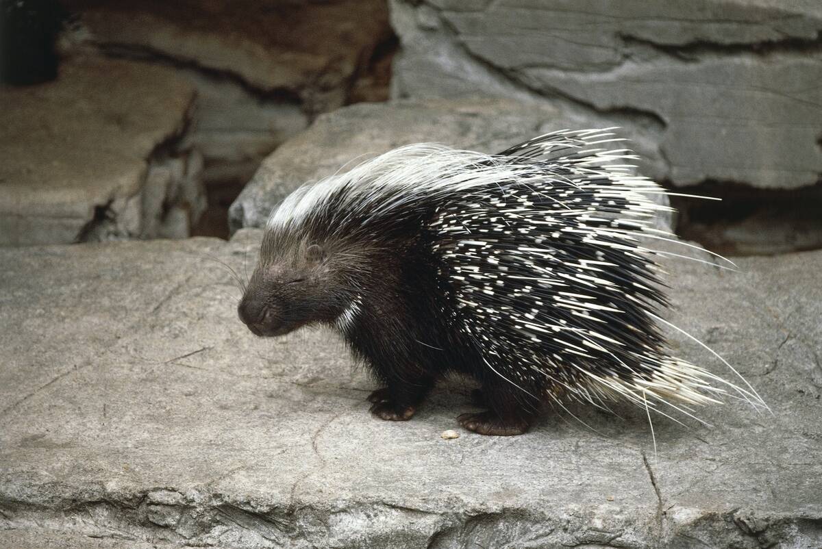 North African crested porcupine (Hystrix cristata) on rock