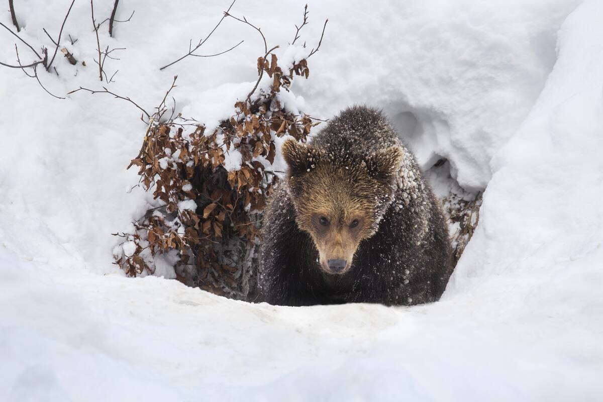 One year old brown bear cub emerging from den in the snow in winter.