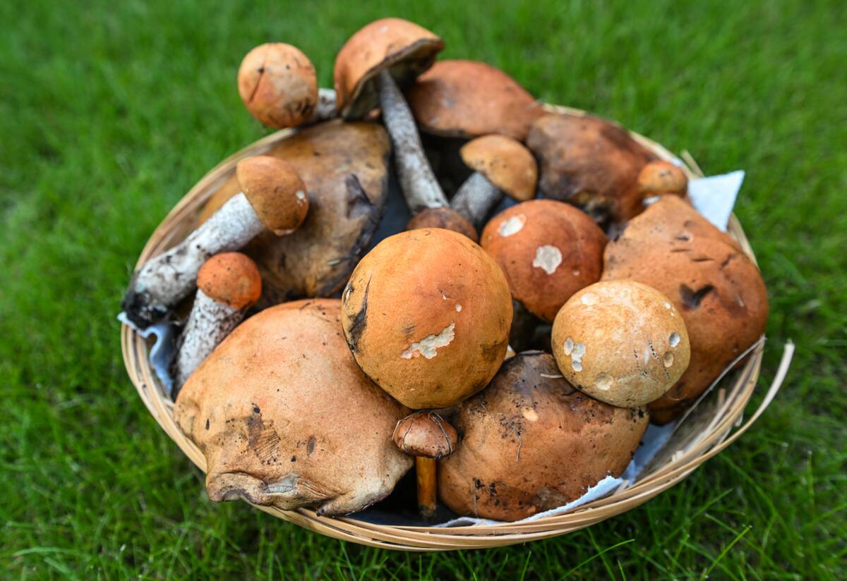 Rain And Warmth Spark Albertas Wild Mushroom Boom