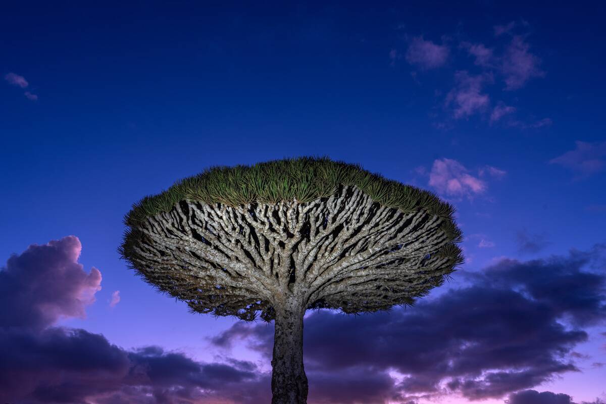 Socotra, 'Galapagos Of The Indian Ocean,' A Singular And Fragile Ecosystem