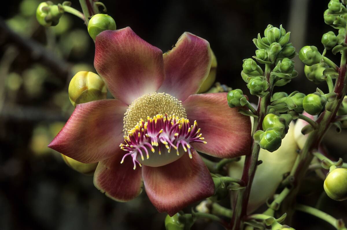 USA,HAWAII,OAHU,HONOLULU, Foster Botanic Garden, Cannon-ball